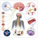 Control and coordination chapter learning on Online Biology tuition for class 10