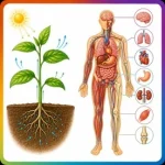 Plant and human physiology learning in Online Biology tuition for class 10