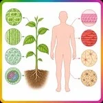 Chapter tissues from class 10 Biology