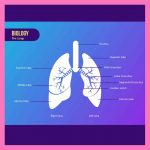 human lungs, biology