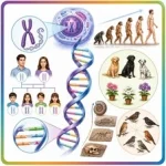 genetics evolution and heredity