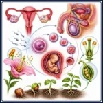 Reproduction chapter learning from class 10 biology